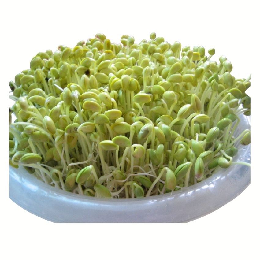 Hạt giống rau mầm giá đậu xanh (làm giá đỗ ) - rau củ quả trồng chậu, vườn dễ chăm sóc, tỉ lệ nảy mầm cao 50gr RADO 07