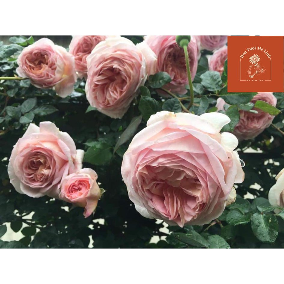 Hoa Hồng NGOẠI Abraham Darby (LEO ) Vẻ Đẹp Tinh Khiết -HoaTuoiMeLinh