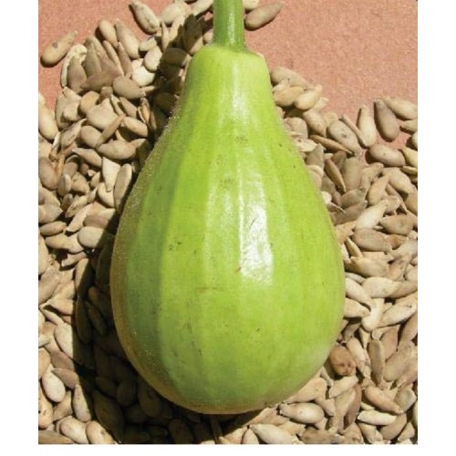 Hạt Giống Bầu Bóng Đèn (Gói 1gr), Dễ Trồng Năng Suất cao
