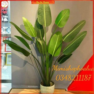 cây chuối giả cảnh ( tặng chậu nhựa kèm giỏ cói)