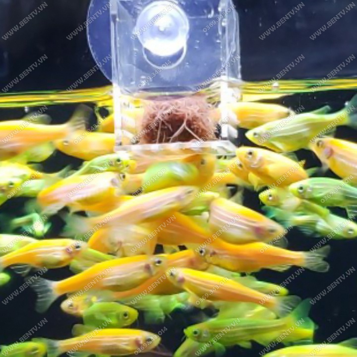 Cốc Đựng Trùn Chỉ - Dụng Cụ Cho Cá Ăn (Acrylic)
