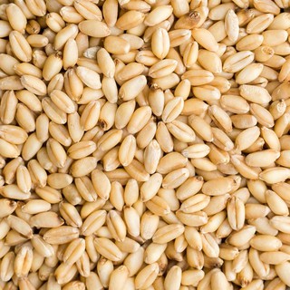 Lúa Mì dinh dưỡng cho hamster (1 bịch 50g)