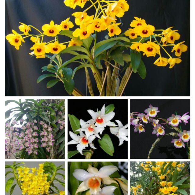 10 loại hoa phong lan rừng