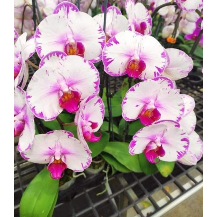 Combo 3 cây hồ điệp đại 2 ngồng hoa tết