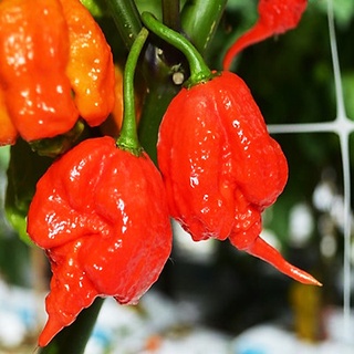 Gói 5 hạt giống ớt Carolina