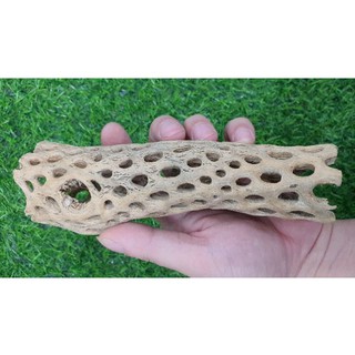 LŨA TEDDY BEAR CHOLLA - LŨA XƯƠNG RỒNG - ĐỒ CHƠI TÉP KIỂNG - DÁN RÁY. BUCEP. RÊU