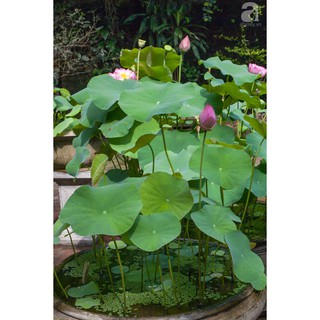 COMBO 10 HẠT SEN VIỆT NAM