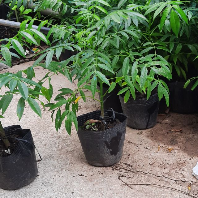 Cây giống cóc thái siêu quả