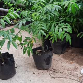 Cây giống cóc thái siêu quả