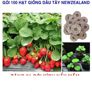 DÂU TÂY NEW ZEALAND HIFARM 50 hạt KHUYẾN MẠI SHOP MỚI HẠ GIÁ SỈ