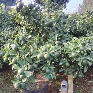 Cây Hạnh ( cây tách ) đang trái...