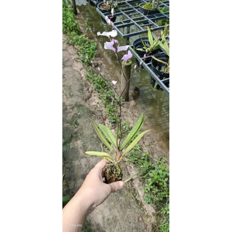 Hoa lan Vũ nữ Peru trưởng thành sắp hoa