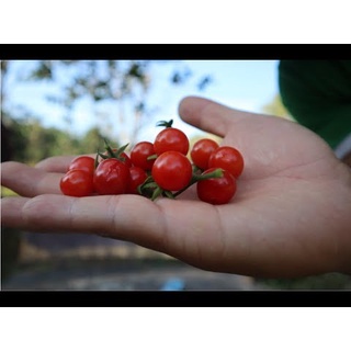 20 Hạt giống cà chua bi rừng ( cà chua bi dại )