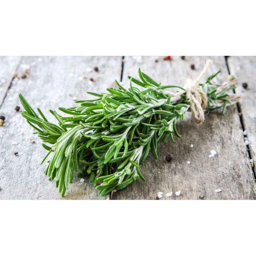 Cây Hương Thảo (Rosemary) cỡ to - cây gia vị với hương thơm dịu nhẹ, có khả năng làm giảm đau đầu, xả stress, làm đẹp