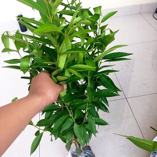 cây lá vối nếp giống (cây chè vối nếp giống)