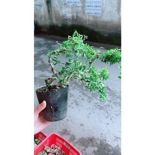 Cây Linh Sam Hoa Tím Bonsai