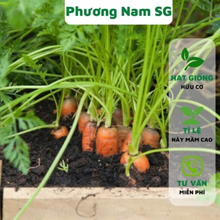 Hạt giống cà rốt Phương Nam 3gr, hạt giống hữu cơ, dễ trồng