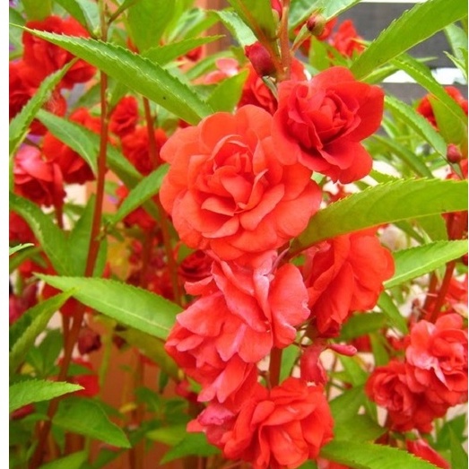 SALE TẾTHẠT GIỐNG HOA MÓNG TAY KÉP NHIỀU MÀU SIÊU ĐẸP