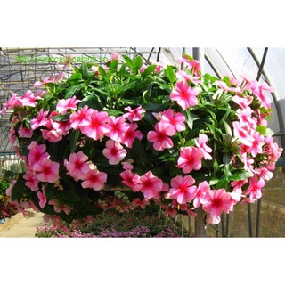 HẠT GIỐNG HOA DỪA CẠN RŨ