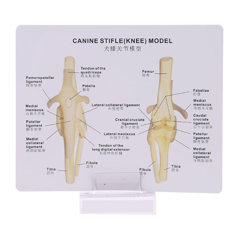 Wer Mô Hình Đầu Gối Canine Dùng Dạy Học Đầu Gối Hình Bộ Xương Động Vật