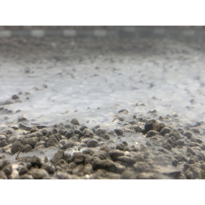 Vi Sinh Bột X2 Bacter Powder từ trại Tép X2 Shrimp Đài Loan
