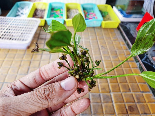 BỤI LAN NƯỚC CÂY THỦY SINH HỒ CÁ