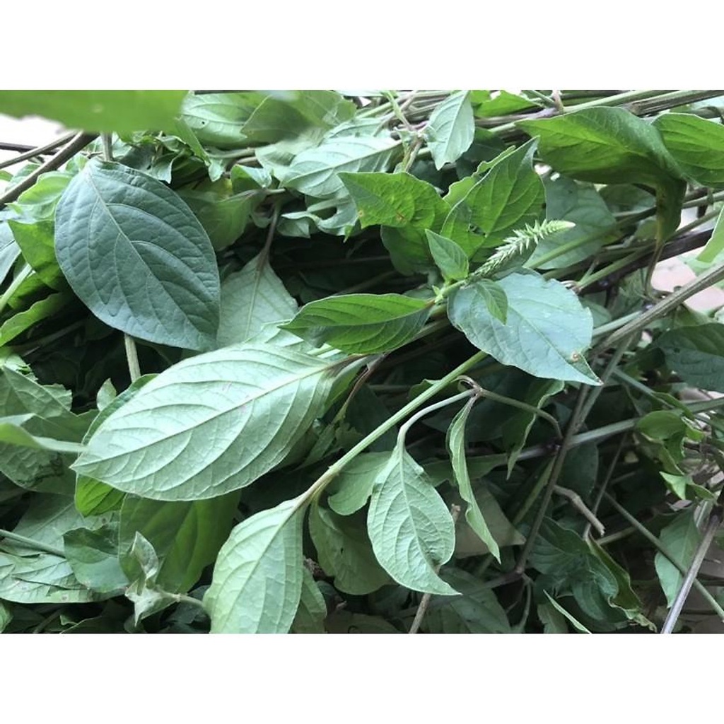 CÒN HÀNG Cây cỏ xước tươi 500g