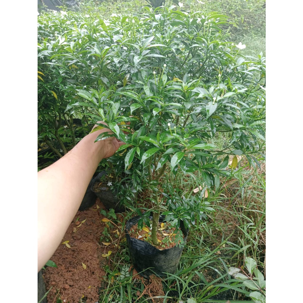 CÂY MAI VẠN PHÚC ( CÂY NHƯ HÌNH ĐĂNG 40-45CM)