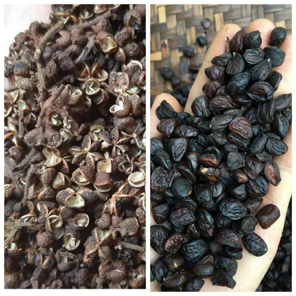 Hạt dổi nếp rừng, chuẩn vị Tây Bắc thơm ngon ướp gia vị pha đồ chấm