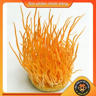 💫 đông trùng hạ thảo sợi sinh khối tươi - đông trùng hạ thảo tiến phát 🐉