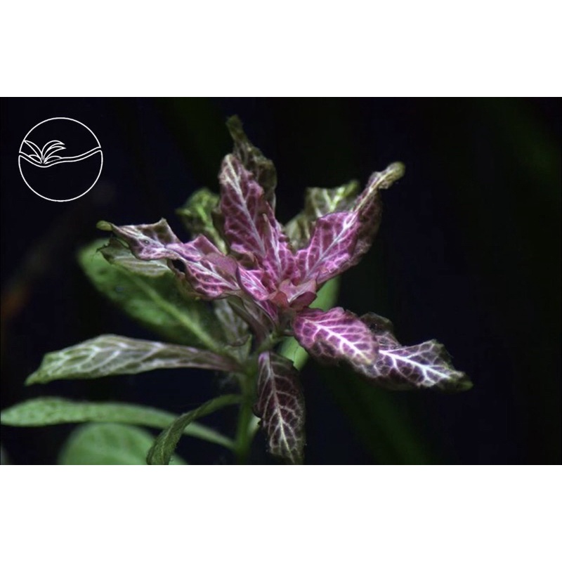 Hygrophila polysperma 'Rosanervig' - Cây SunSet - Cây Thủy Sinh Cắt Cắm