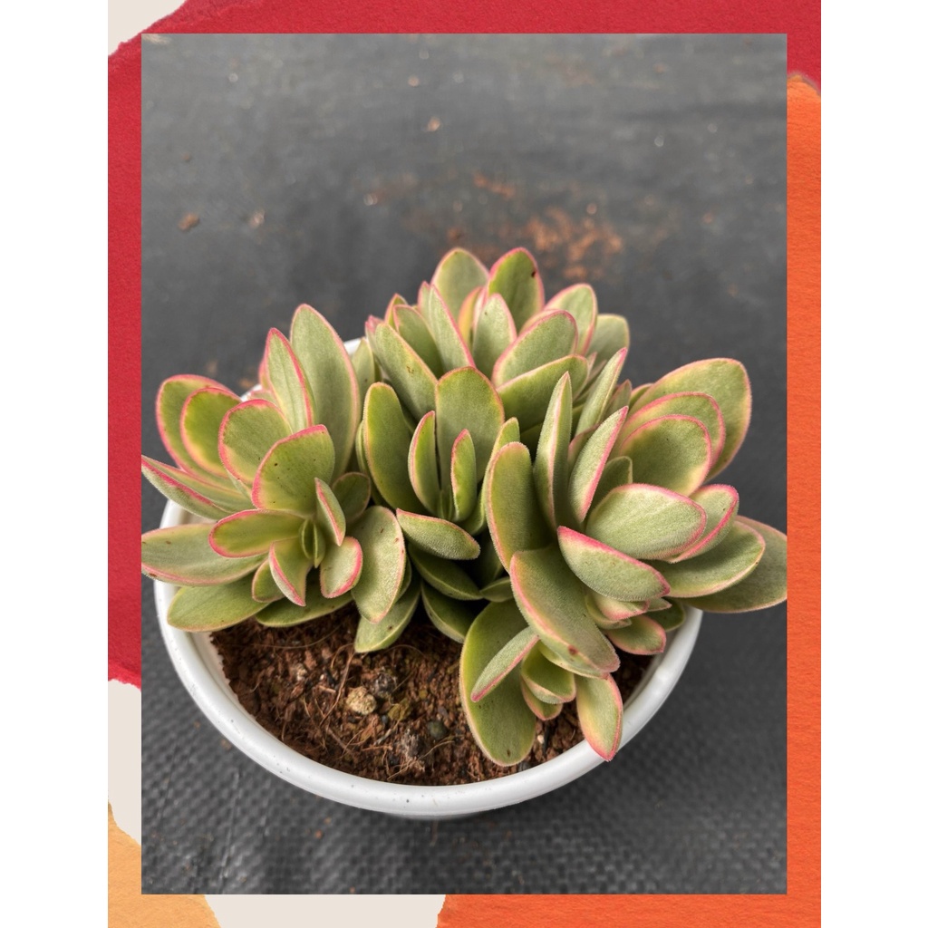 Sen đá bướm var mini Đà Lạt size trung bình cây cảnh trang trí nhà cửa Toro garden