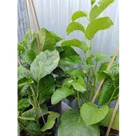 40H - #Hạt_Giống_Dưa_Gang_Tây/Dưa Tây (tặng kèm phân bón kích mầm)