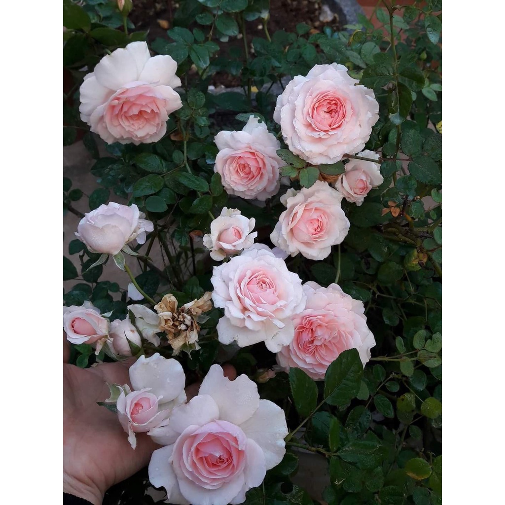 Hoa hồng Nhật Misaki Rose đẹp tuyệt trần- Vườn Hoa Melinhrose