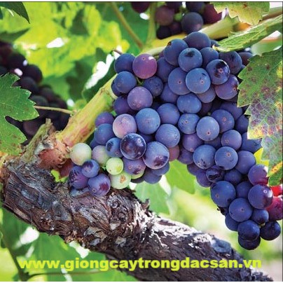 Cây Nho Lùn Pháp 6 Tháng