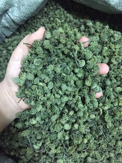 ☘️🌿NỤ HOA TAM THẤT 🍀☘️