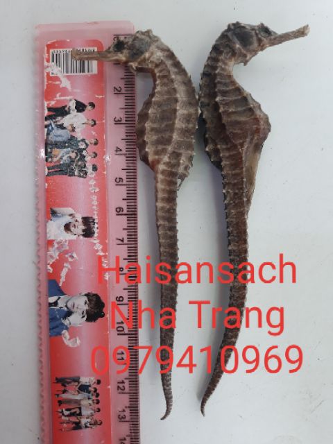 ❤❤ {2 con} Cá Ngựa LỚN dài 11-12cm. Hải Mã Khô tặng kèm 2 hải long. Cá Ngựa Khô Ngâm Rựu