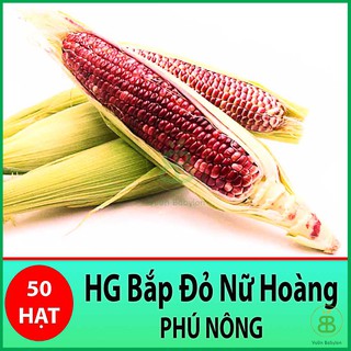 Hạt Giống Bắp Ngọt Nữ Hoàng Đỏ (50 hạt), Bắp Tím Nova Nữ hoàng đỏ