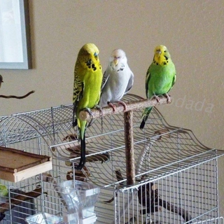 Xích Đu Đồ Chơi Cho Vẹt