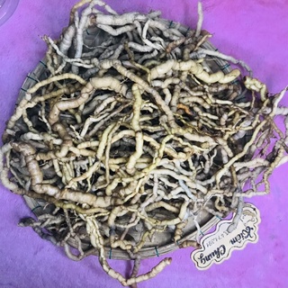 Ba kích tím rừng
