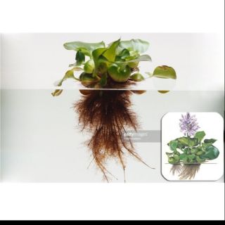 Lục bình(bèo tây) thủy sinh 3 cây