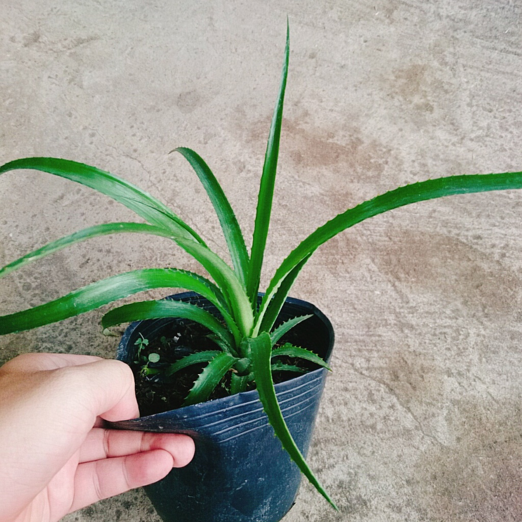 Cây dứa cảnh - cây thơm baby