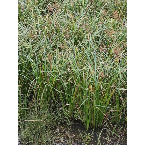 Cỏ thủy sinh