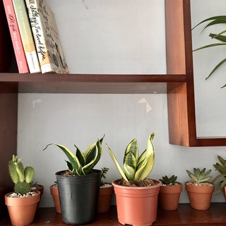 cây lưỡi hổ, lưỡi hổ thái
