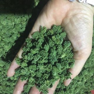 Sỉ toàn quốc nụ tam thất 100g - 200g - 300g