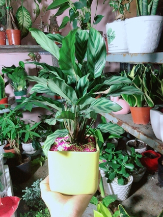 Chậu Cây Đuôi Công Xanh