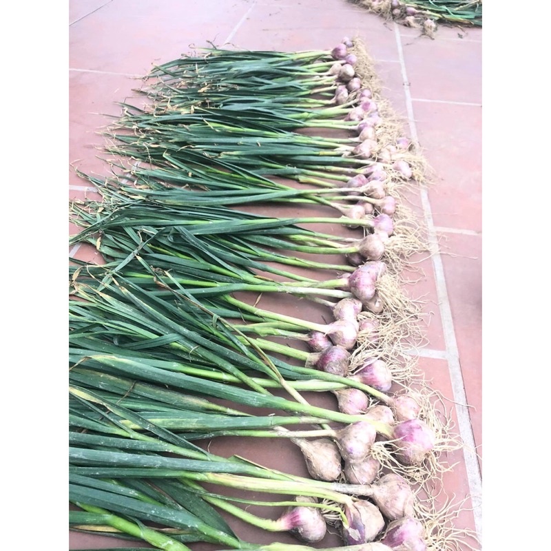 Tỏi khô Kinh Môn | BigBuy360 - bigbuy360.vn