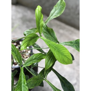 Trầu Bà Philodendron 69686