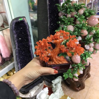 Cây tài lộc nhiều màu