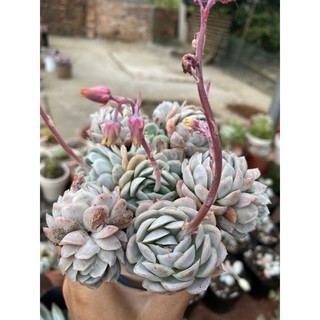 Hải ly gốc thụ già thơm
